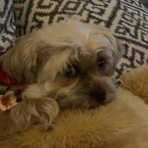 Meet your Posher, Diane